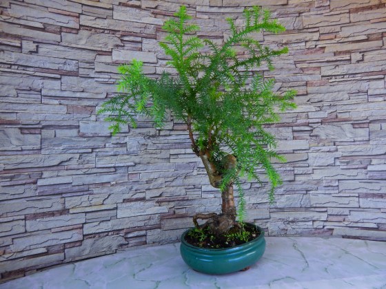 bonsai_araukariya_spyashyi_drakon_1
