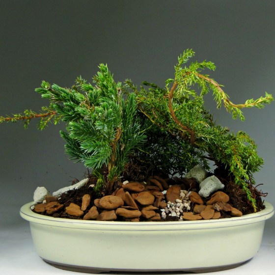 bonsai_mozhzhevelnik_lesnaya_skazka_1