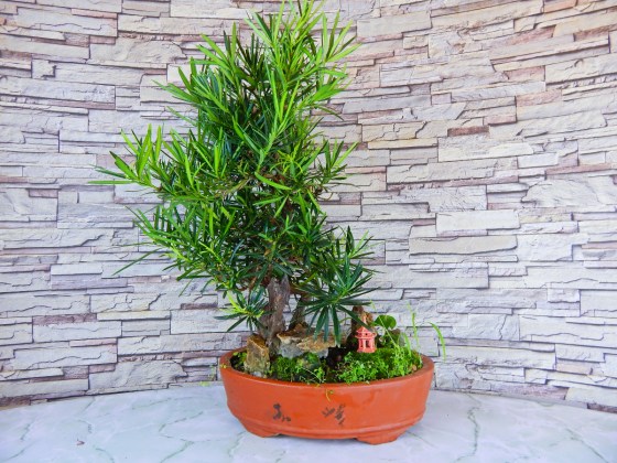 bonsai_podokarpus_mechtatel_1