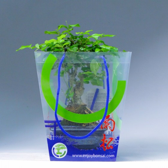 bonsay_ligustrum_ocharovatelnyi_1