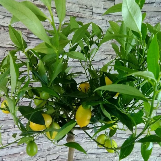 limon_75_21_2