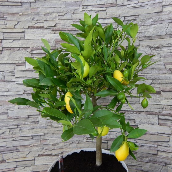limon_v_lechuza_classico_color_28_1