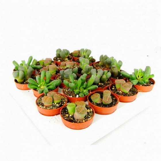 litops_v_assortimente_9_5_1