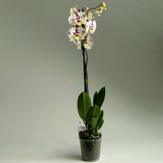 orhideya_falenopsis_angelskoe_lichiko_1