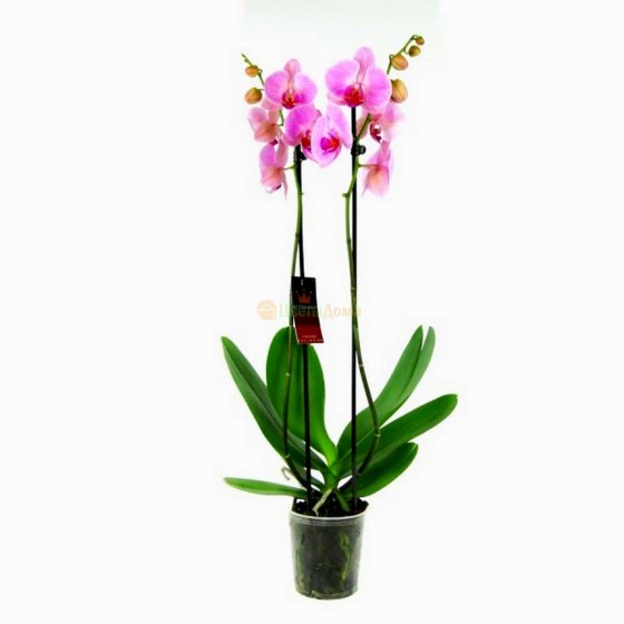 orhideya_falenopsis_strayp_1